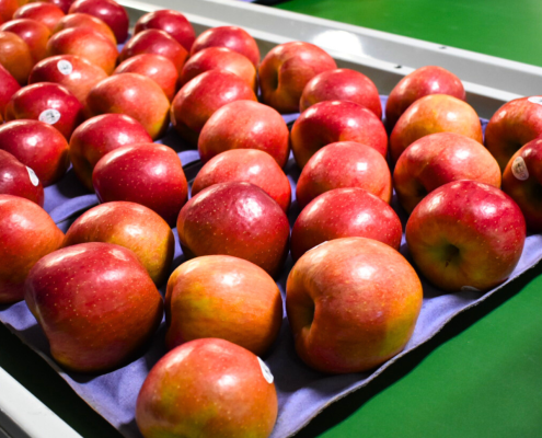 Michigan EverCrisp Apples Tray Pack Fruit
