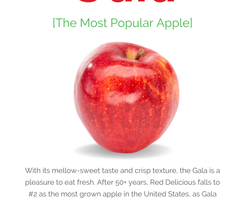 Gala Apple Information Sheet