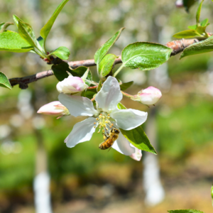Honeybee pollinating Michigan apple blossom in Applewood Fresh Grower's orchard