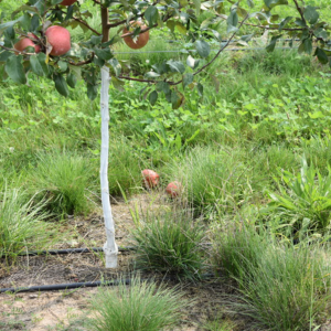 Applewood Fresh Growers double lane trickle irrigation system in orchard