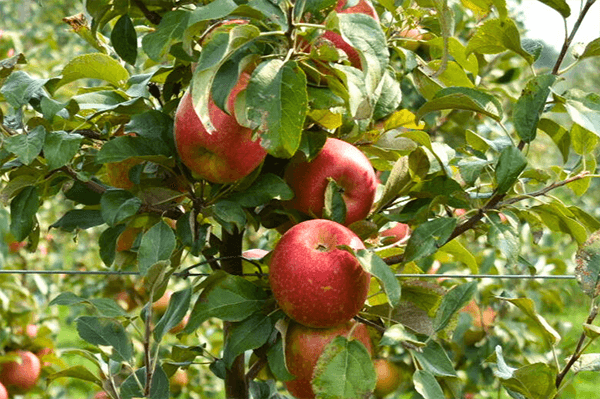 Michigan Rave Apples in Orchard