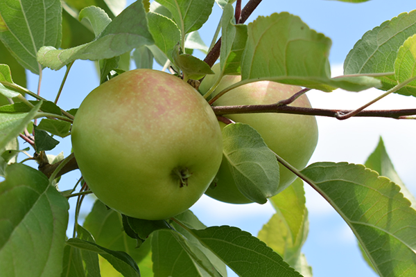 SweeTango apples beginning to ripen in Michigan orchard tree
