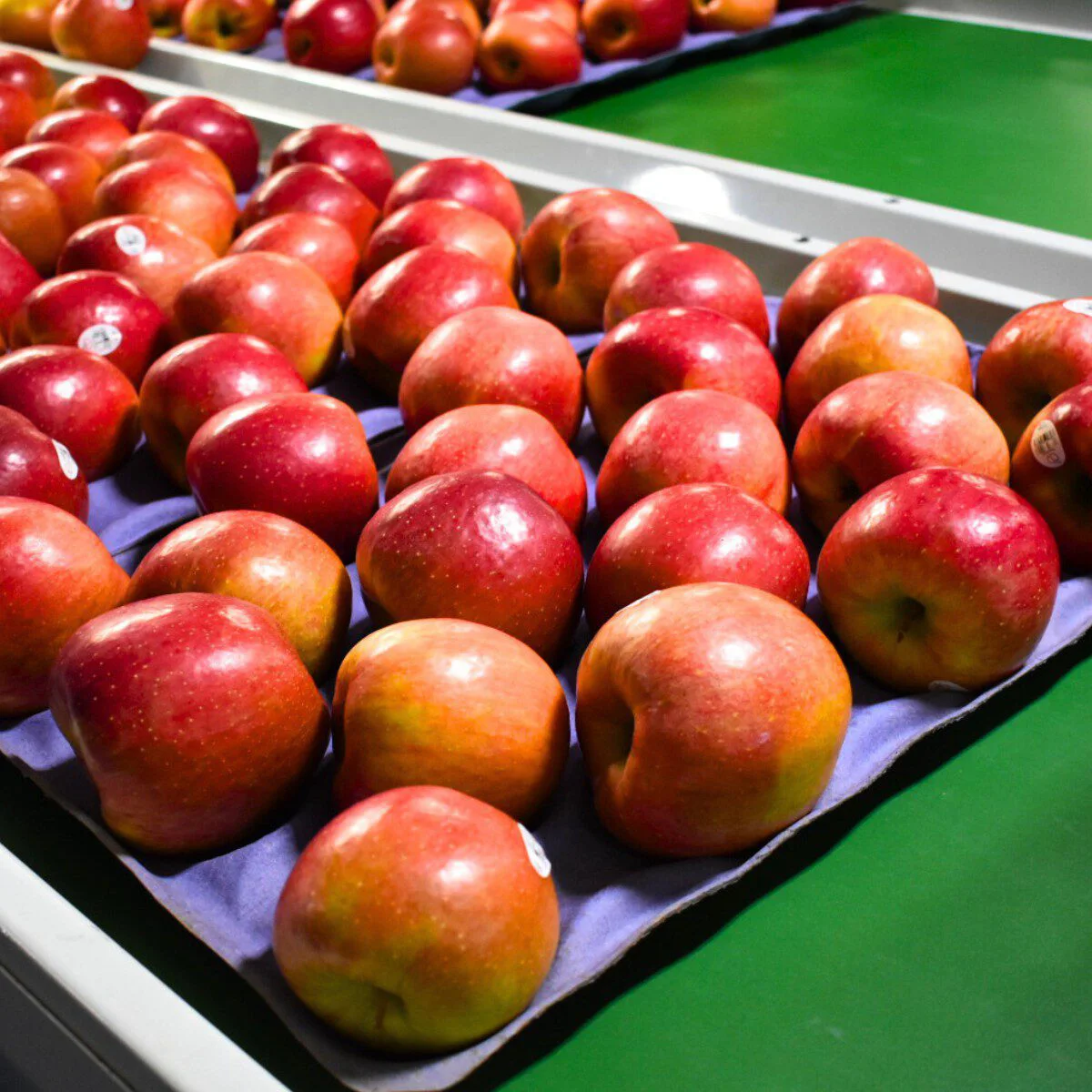 Michigan EverCrisp Apples Tray Pack Fruit