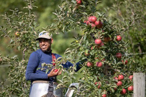 Picker with Applewood Fresh Growers picking apples from tree in orchard.