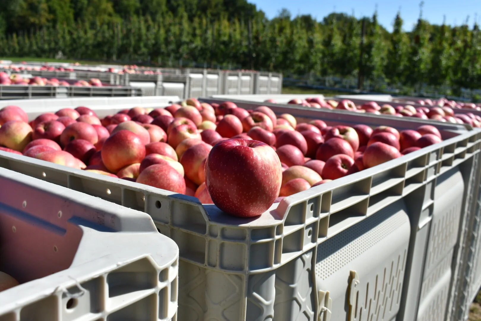 Single Michigan SweeTango freshly picked at orchard on bin