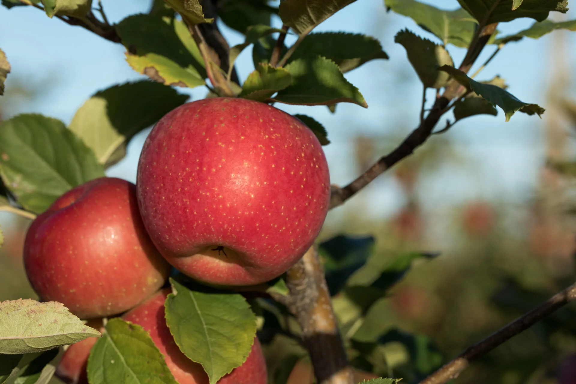 EverCrisp_Group Images – Orchard 2 (2)