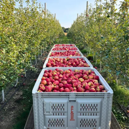 Honeycrisp Harvested 2024