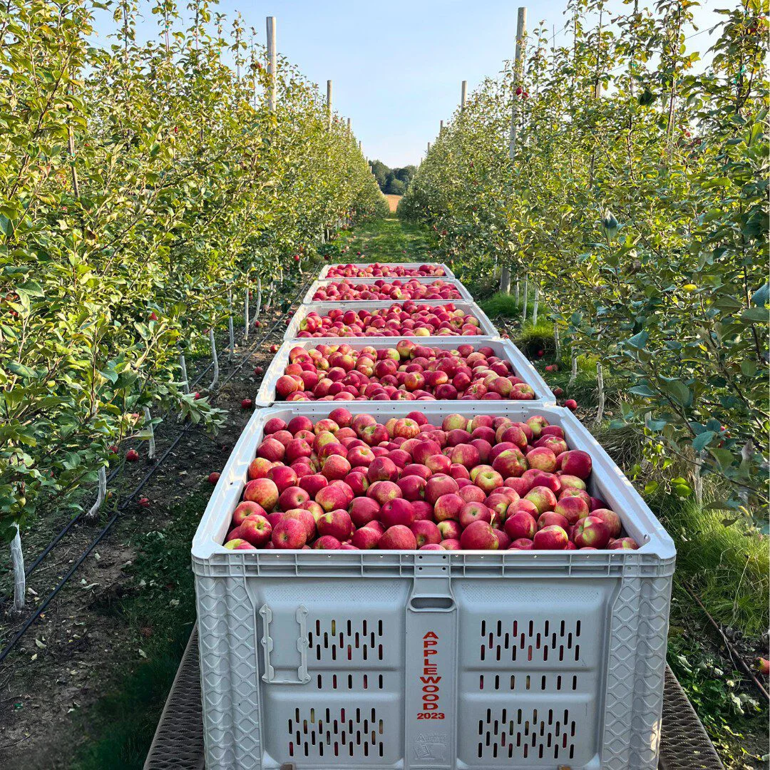 Honeycrisp Harvested 2024