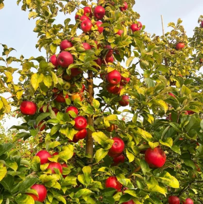 Honeycrisp Orchard Pic