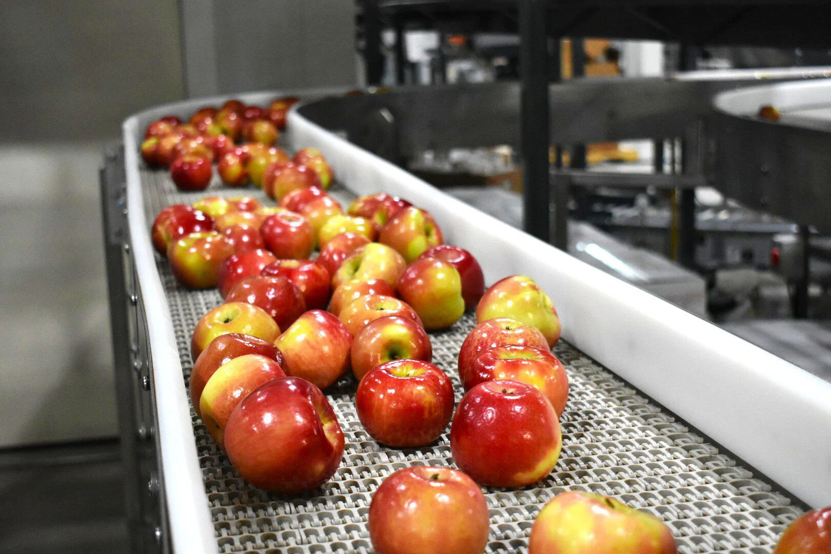 Honeycrisp on Packing Line