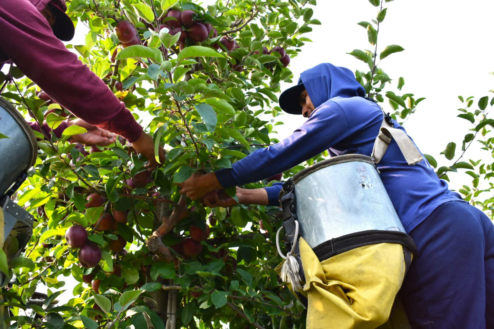 Picking Apples