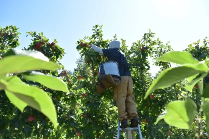 Picking ST Apples