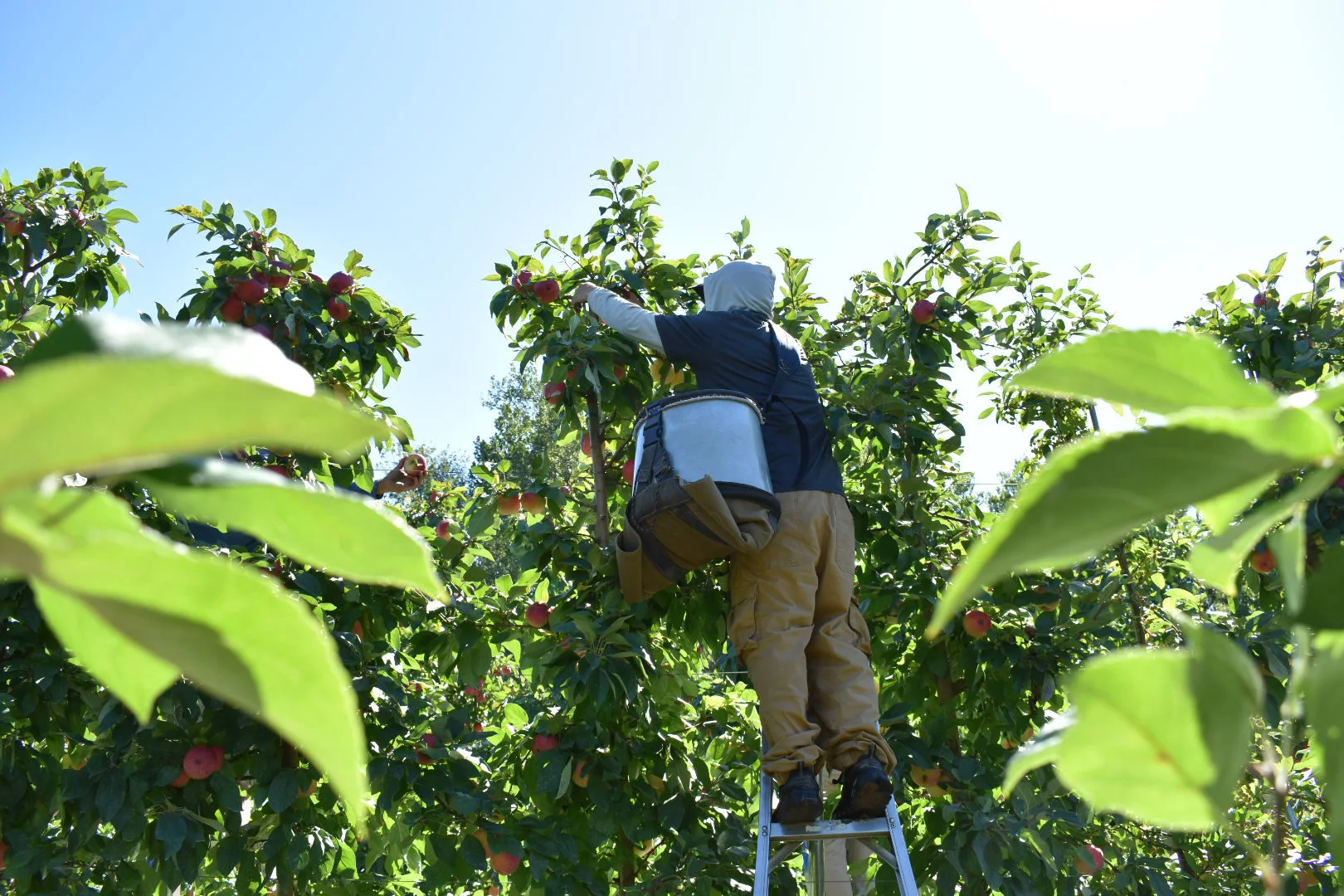 Picking ST Apples