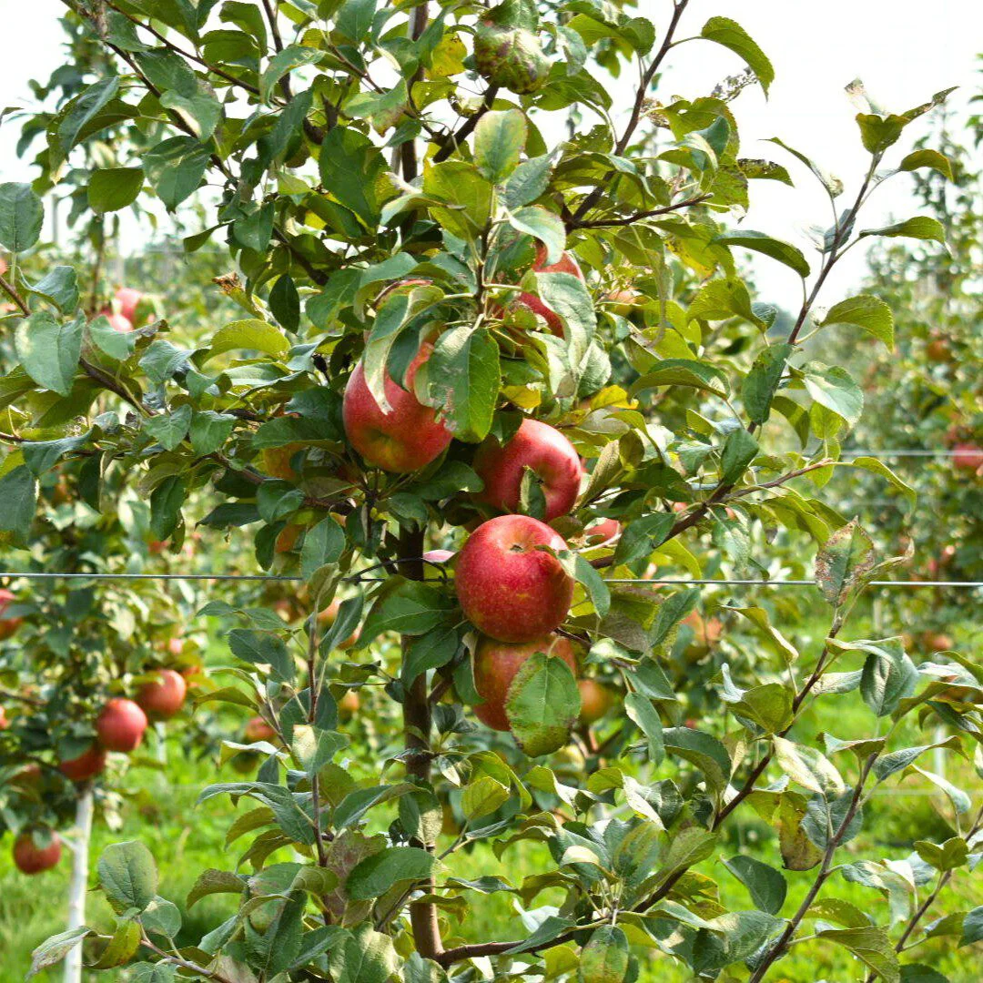 Rave Orchard_MichiganGrown