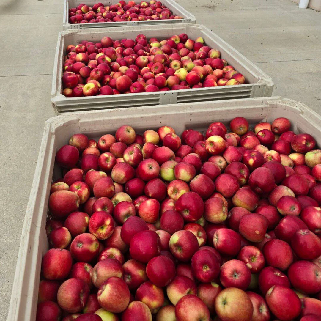 Rave_2024 First Harvest Bins