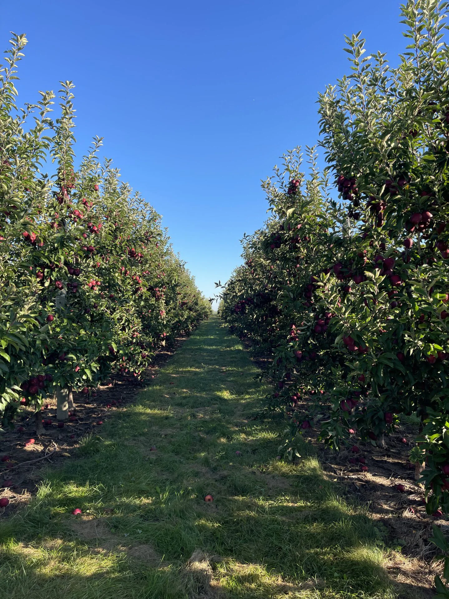 Red Delicious Orchard Photo