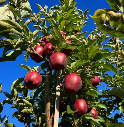 Red Delicious Tree