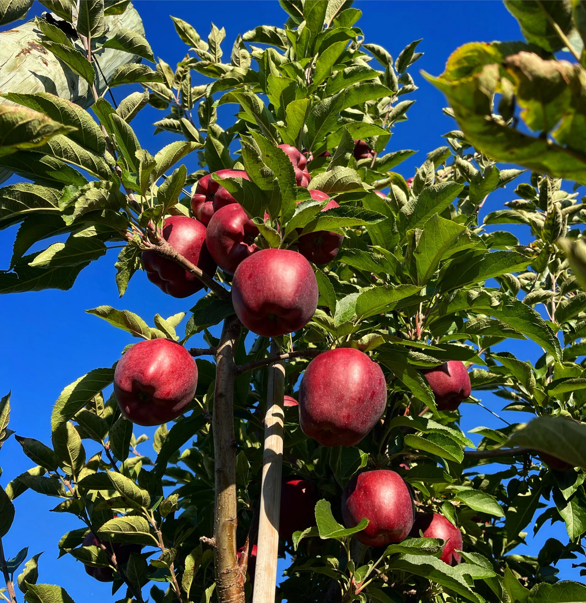 Red Delicious Tree