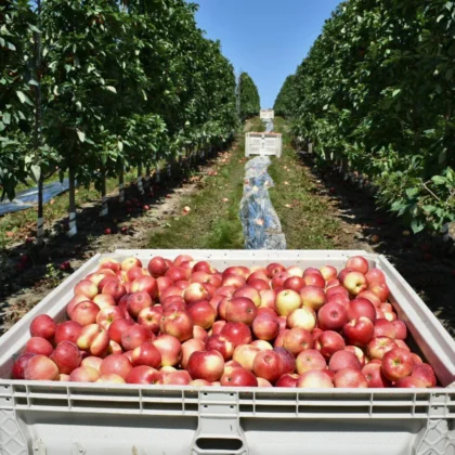SweeTango Bin_2024 Harvest