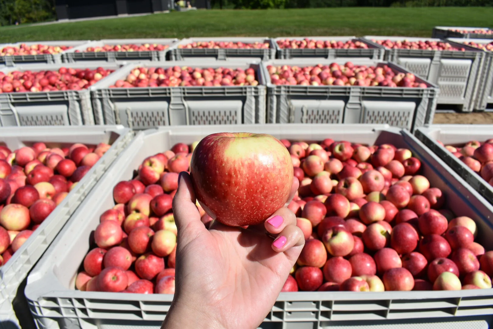 SweeTango Harvest_HandPicked