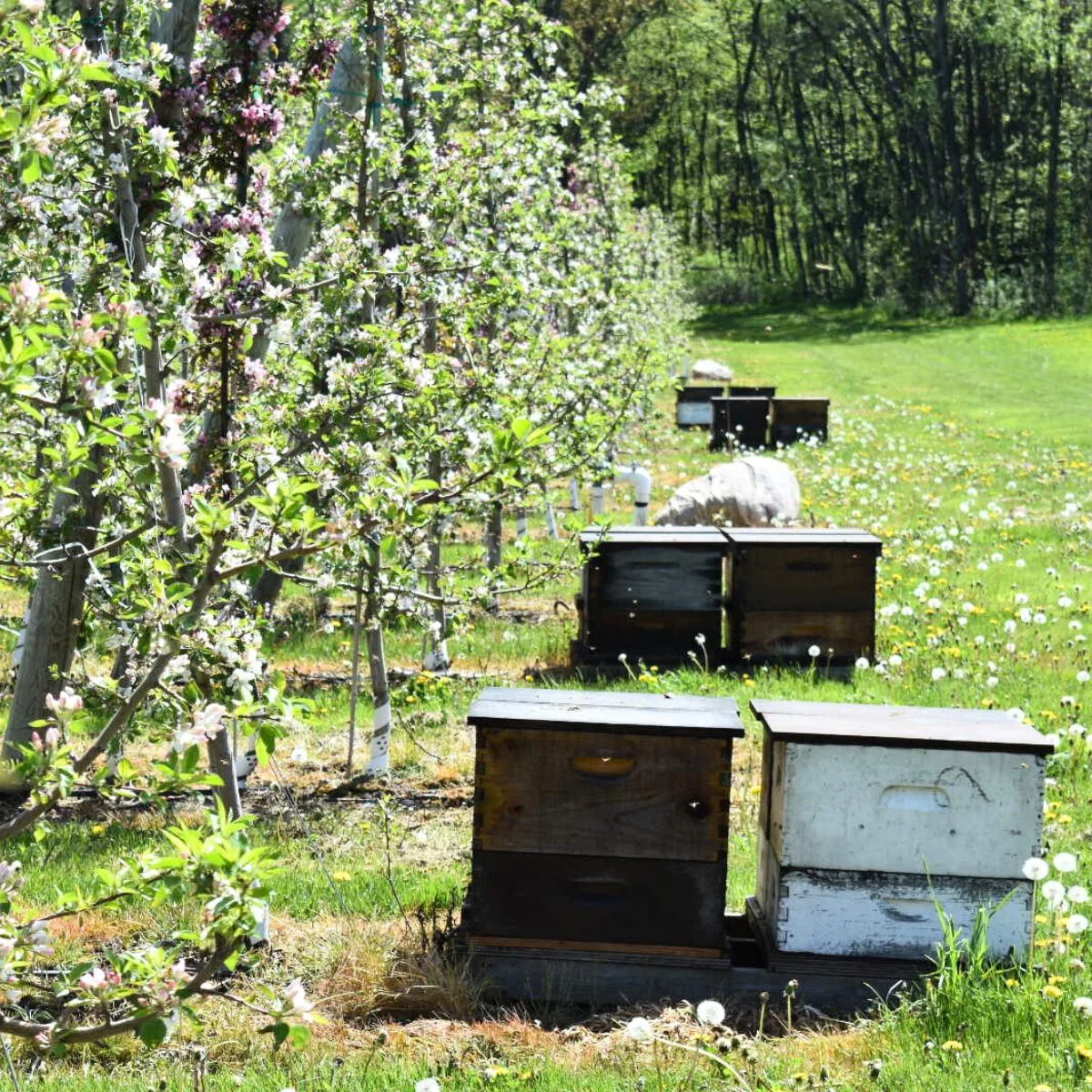 Integrated Pest Management (IPM)