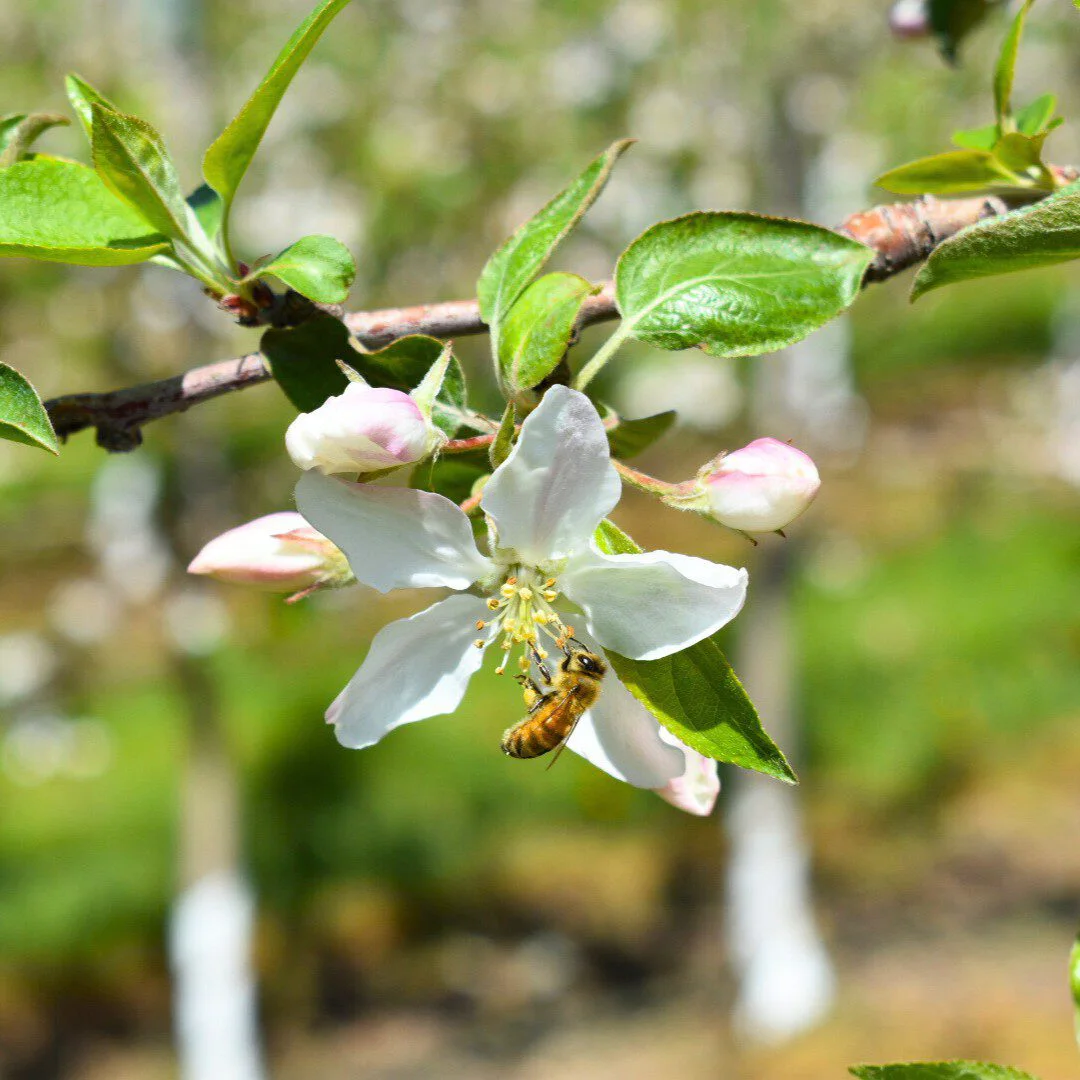 Pollinator-Friendly Practices